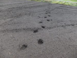 熊の足跡